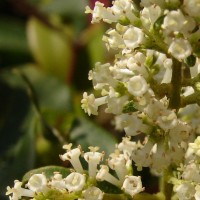 Wendlandia bicuspidata Wight & Arn.